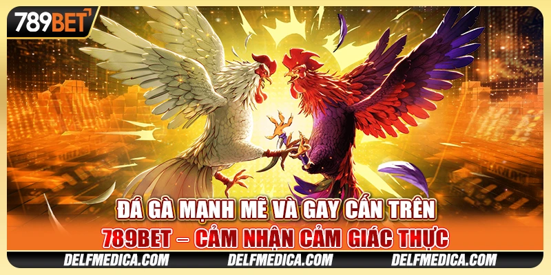 Đá Gà Mạnh Mẽ Và Gay Cấn Trên 789bet Cảm Nhận Cảm Giác Thực